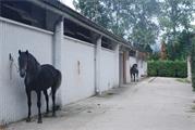 Los caballos tienen un espacio para descansar y secarse después de su trabajo y su ducha.